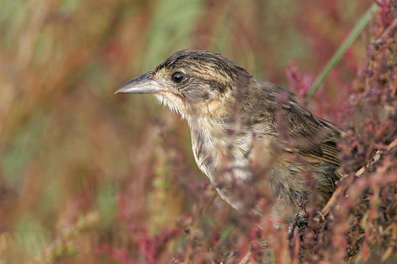 _MG_5714 Seaside Sparrow.jpg