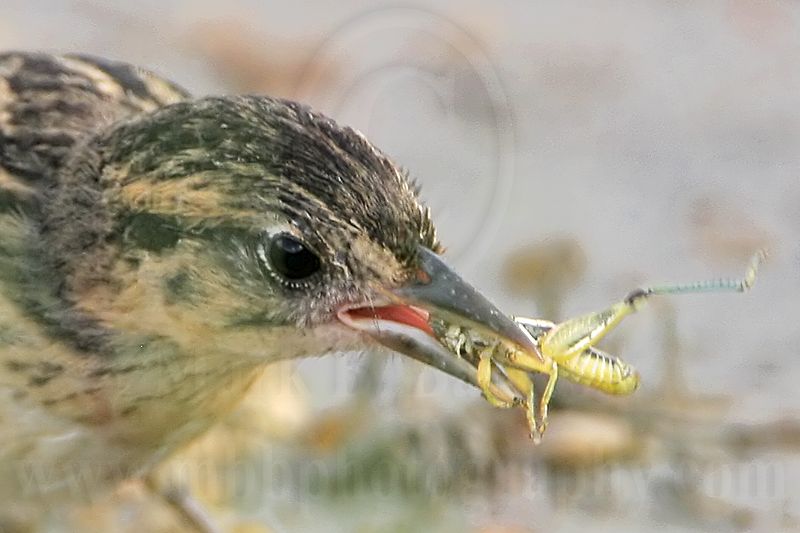 _MG_5741 Seaside Sparrow.jpg