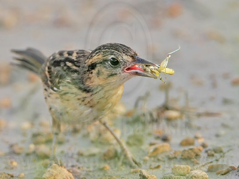 _MG_5742 Seaside Sparrow.jpg