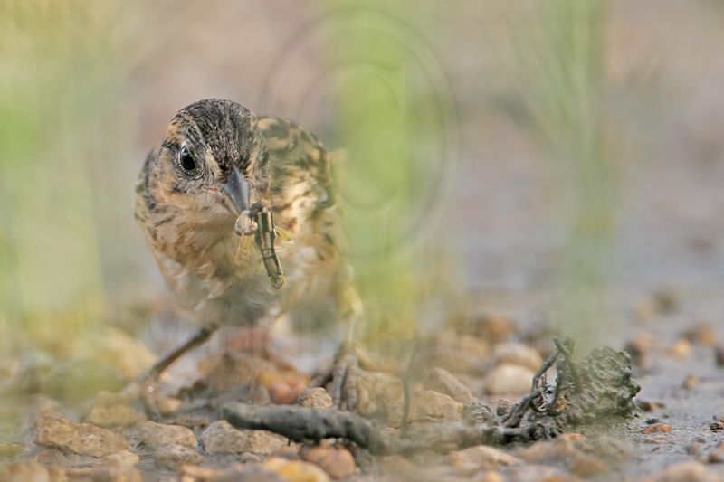 _MG_5785 Seaside Sparrow.jpg