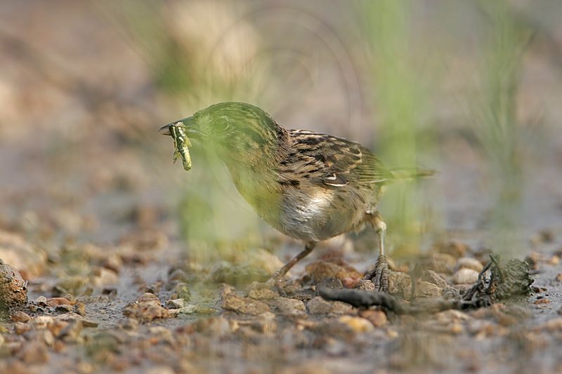 _MG_5789 Seaside Sparrow.jpg