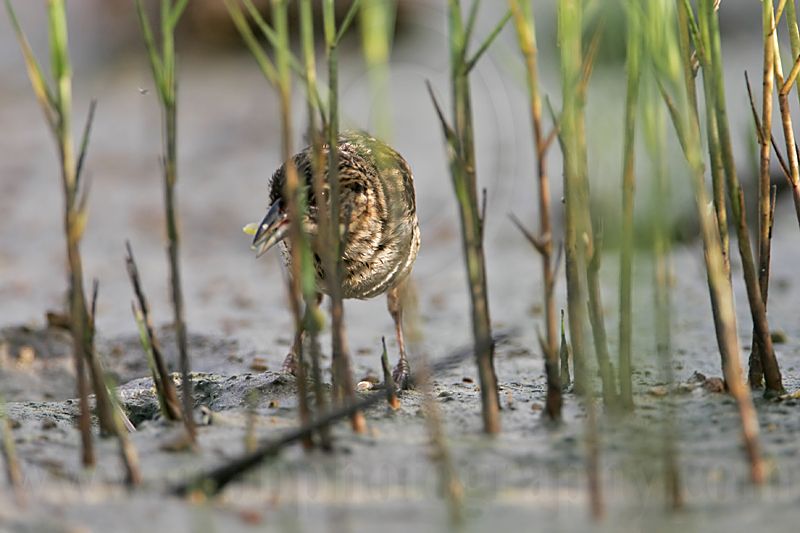 _MG_5802 Seaside Sparrow.jpg