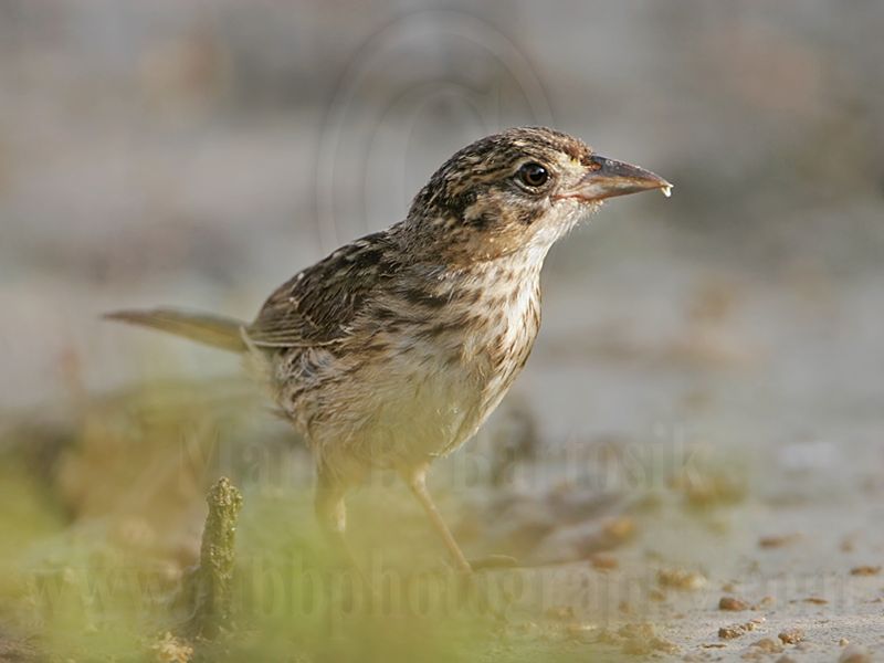 _MG_5816 Seaside Sparrow.jpg