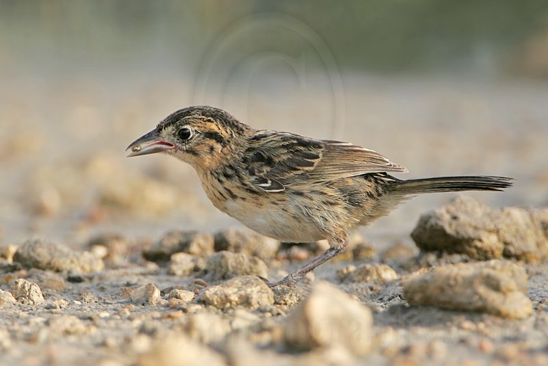 _MG_5826 Seaside Sparrow.jpg