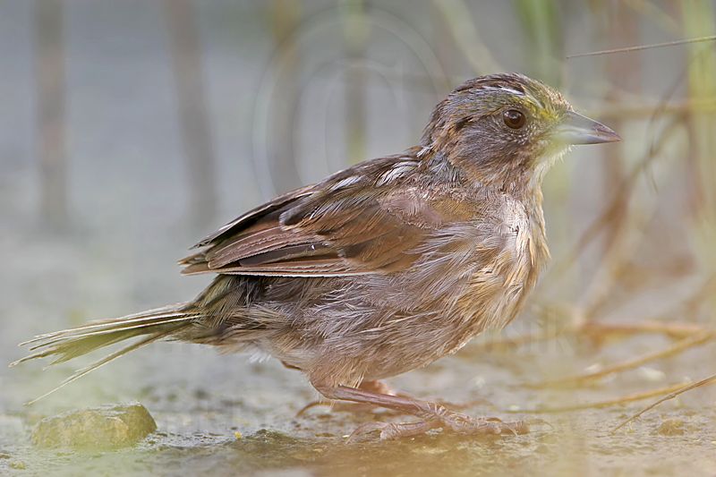 _MG_5841 Seaside Sparrow.jpg