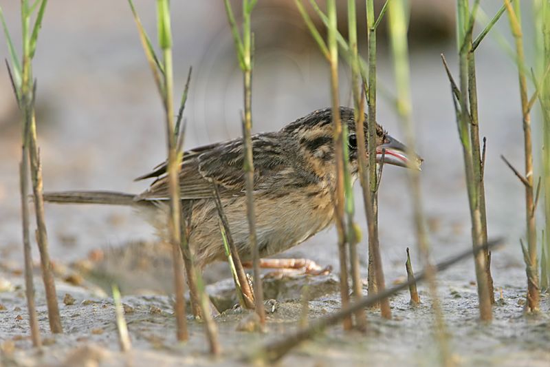 _MG_5892 Seaside Sparrow.jpg