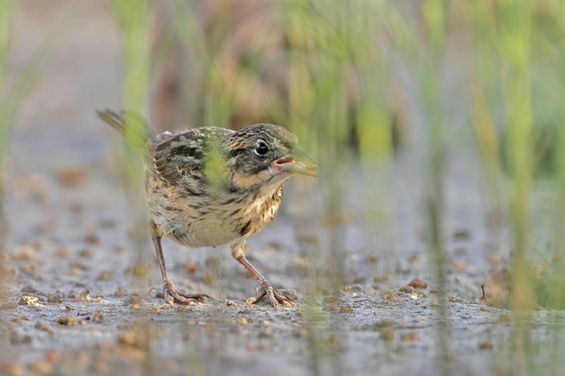 _MG_5914 Seaside Sparrow.jpg