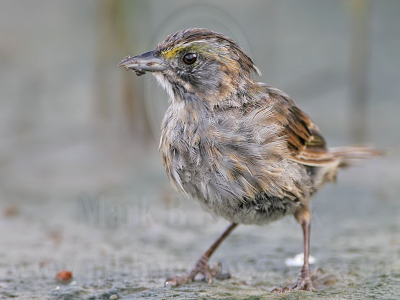 _MG_5977 Seaside Sparrow.jpg