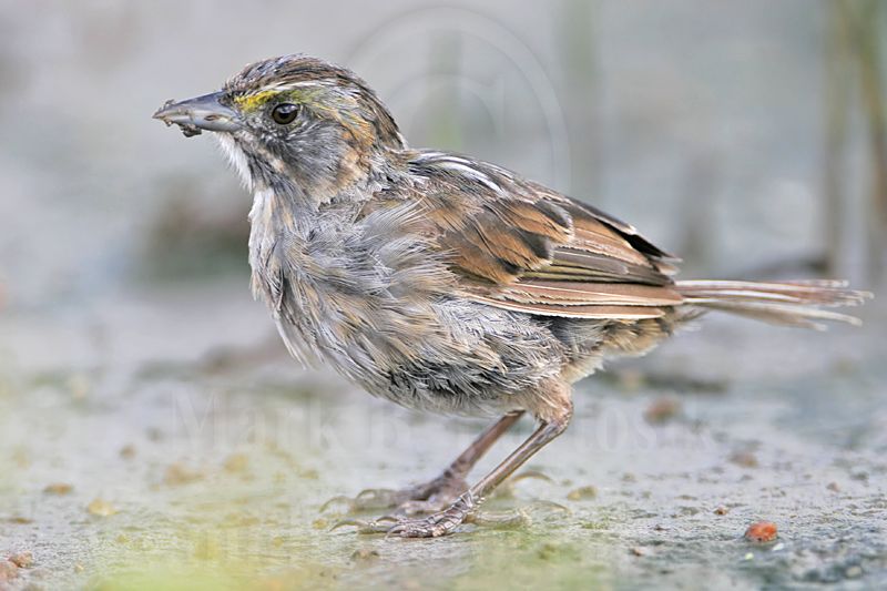_MG_5992 Seaside Sparrow.jpg