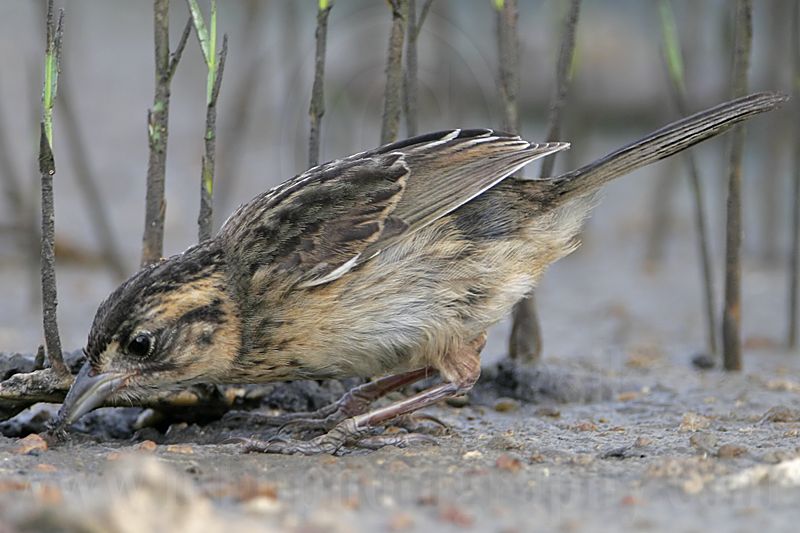 _MG_6004 Seaside Sparrow.jpg