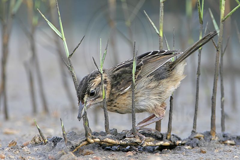 _MG_6014 Seaside Sparrow.jpg