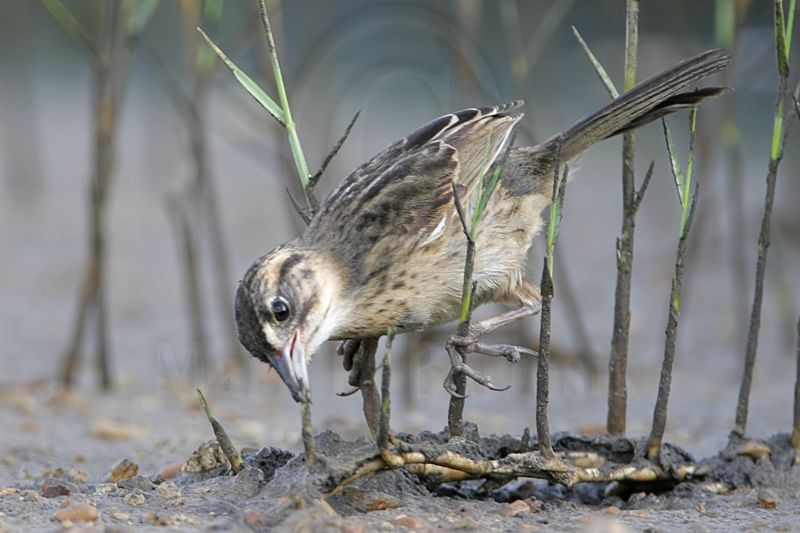 _MG_6017 Seaside Sparrow.jpg