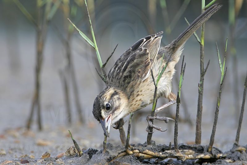 _MG_6018 Seaside Sparrow.jpg