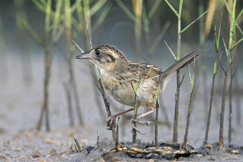 _MG_6021 Seaside Sparrow.jpg