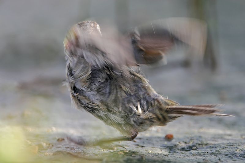 _MG_6024 Seaside Sparrow.jpg
