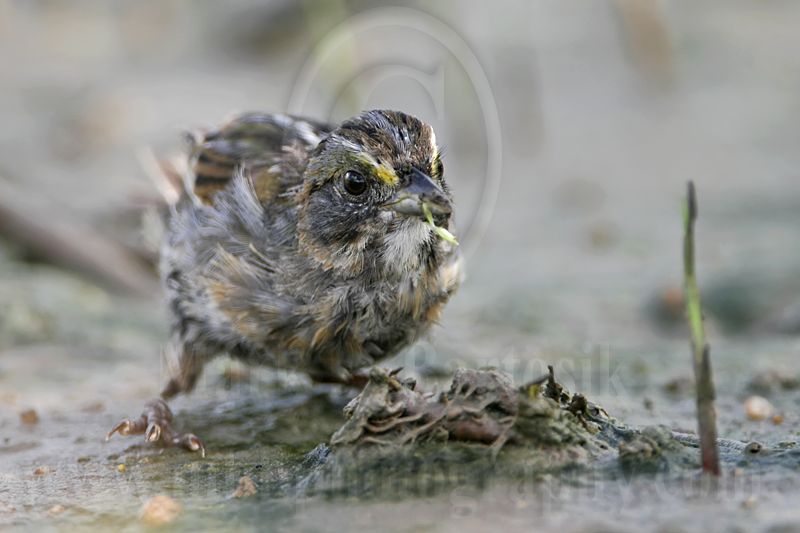_MG_6081 Seaside Sparrow.jpg