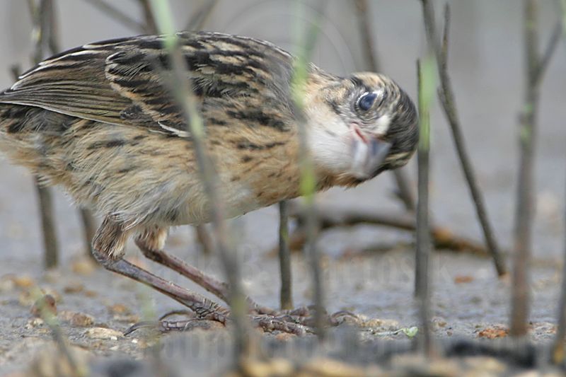 _MG_6092crop Seaside Sparrow.jpg