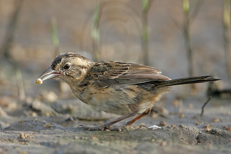 _MG_6113 Seaside Sparrow.jpg