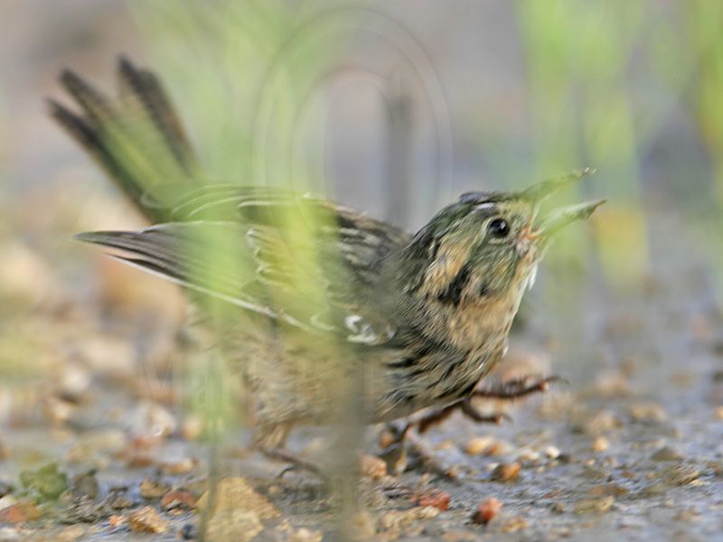 _MG_6255 Seaside Sparrow.jpg