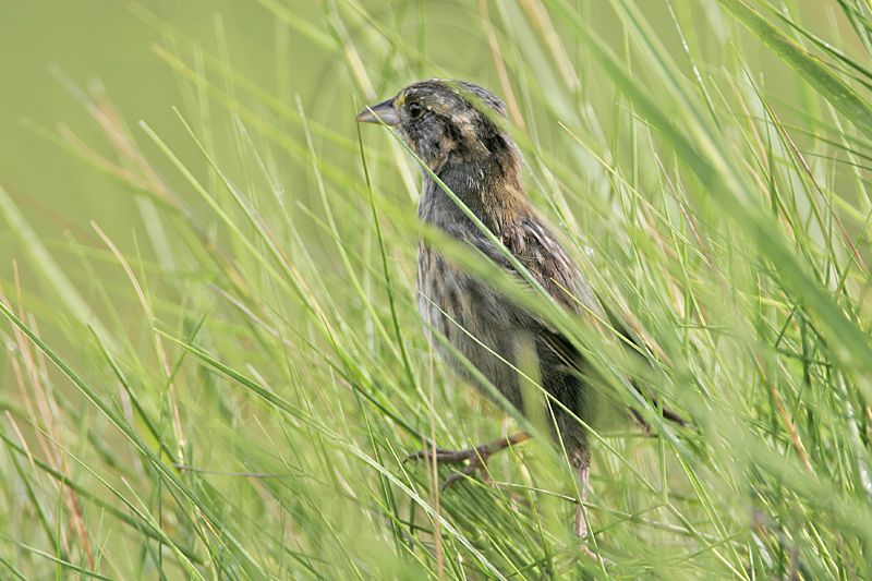 _MG_6291 Seaside Sparrow.jpg