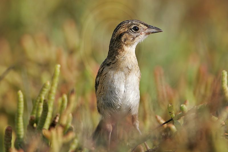 _MG_6313 Seaside Sparrow.jpg
