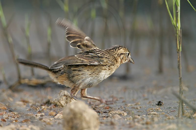 _MG_6353 Seaside Sparrow.jpg