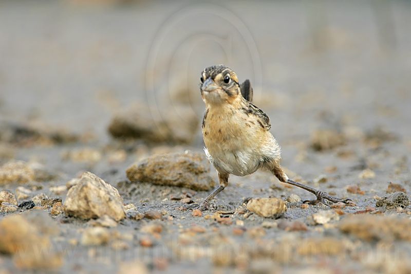 _MG_6388 Seaside Sparrow.jpg