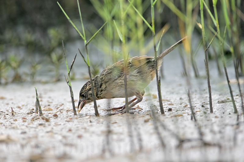 _MG_6474 Seaside Sparrow.jpg