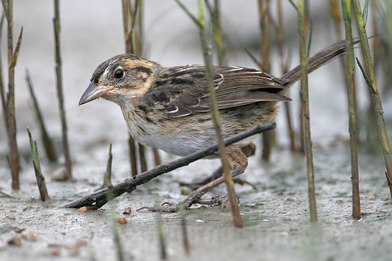 _MG_6497 Seaside Sparrow.jpg