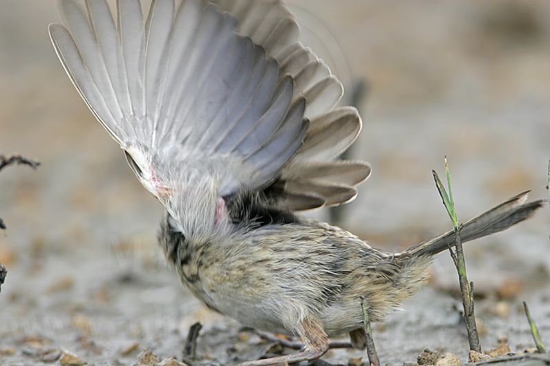 _MG_6518 Seaside Sparrow.jpg
