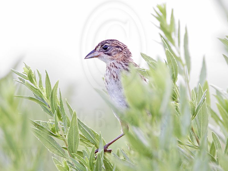 _MG_9165 Seaside Sparrow.jpg