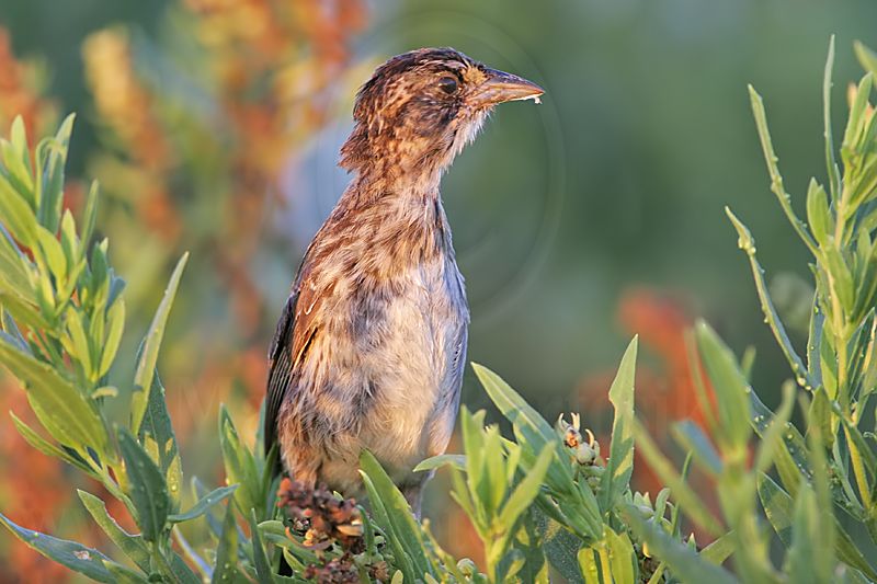 _MG_9331 Seaside Sparrow.jpg