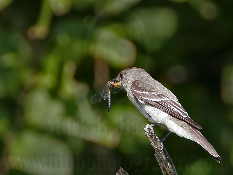 _MG_4766 Eastern Wood-Pewee.jpg