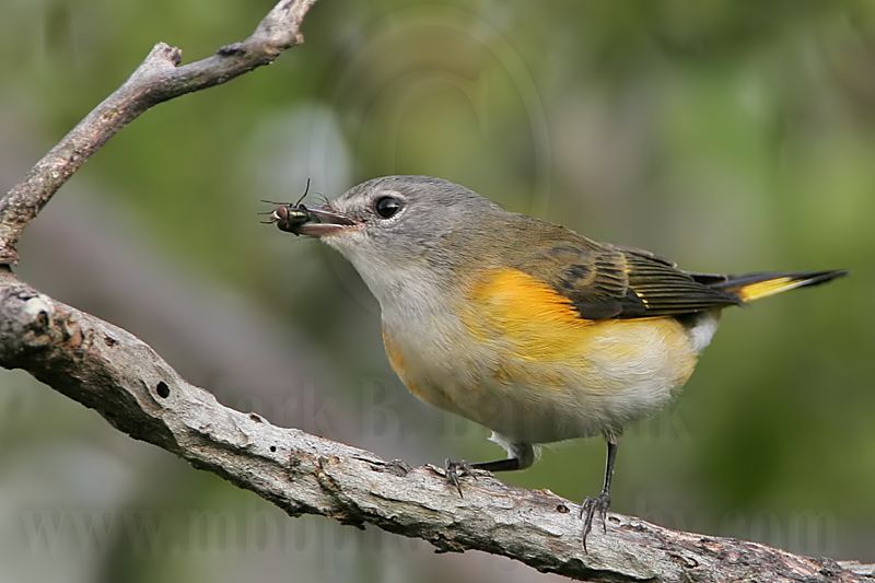 _MG_5831 American Redstart.jpg