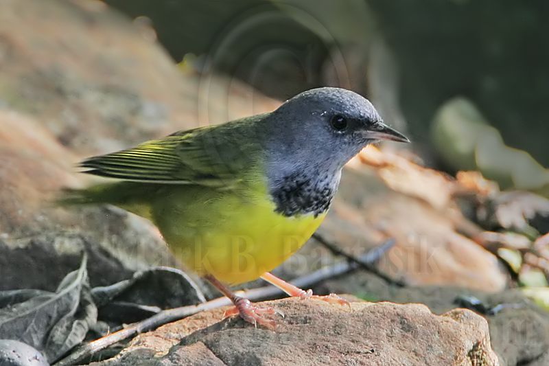 _MG_5122 Mourning Warbler.jpg