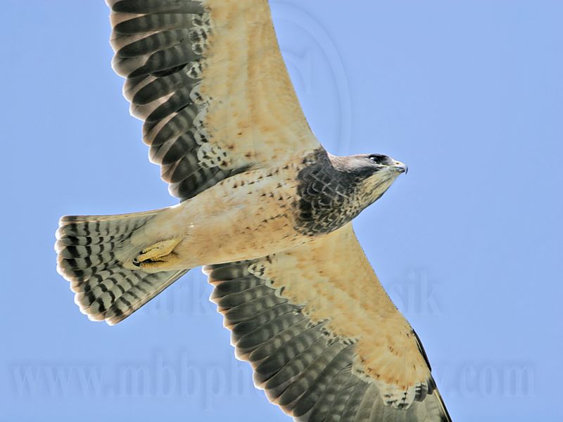 _MG_6317 Swainsons Hawk.jpg