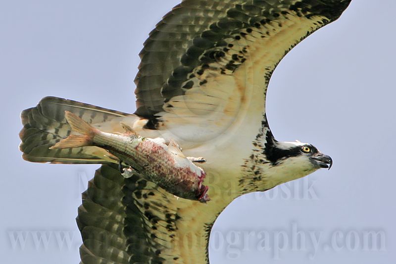 _MG_4475 Osprey.jpg