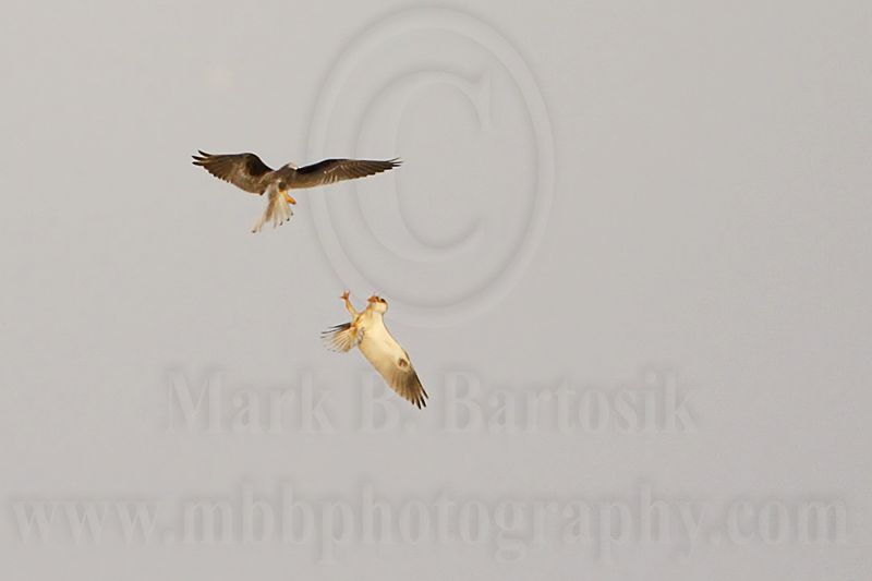 _MG_8082 White-tailed Kite.jpg