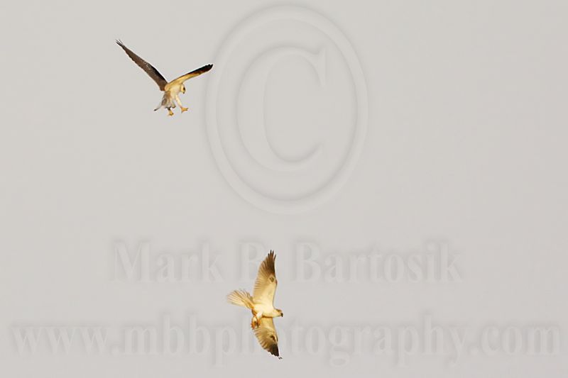 _MG_8083 White-tailed Kite.jpg