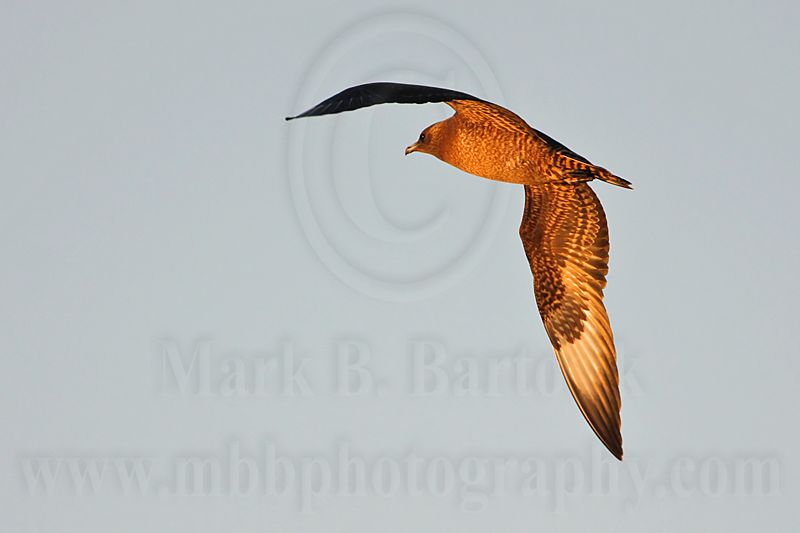 _MG_4284 Parasitic Jaeger.jpg