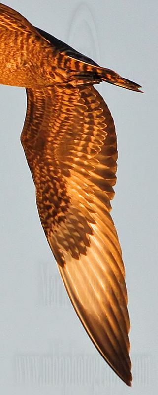 _MG_4284crop Parasitic Jaeger.jpg