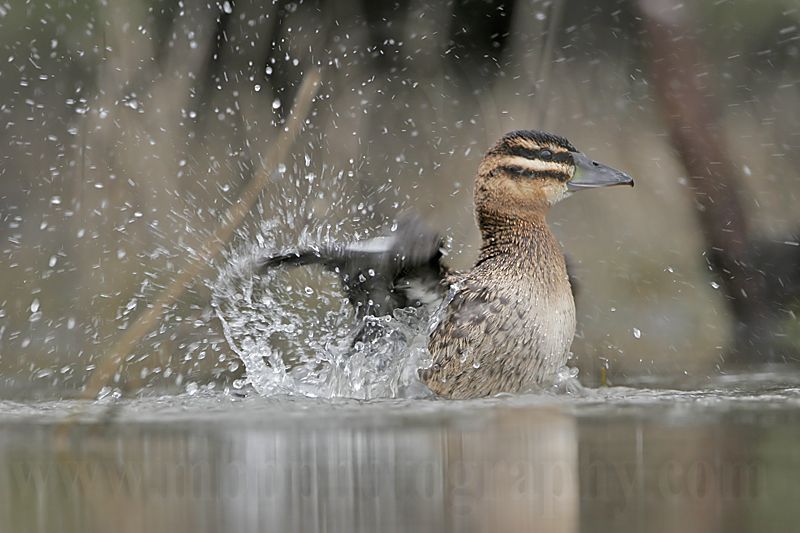 _MG_0510 Masked Duck.jpg