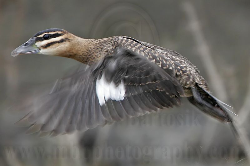 _MG_1317 Masked Duck.jpg