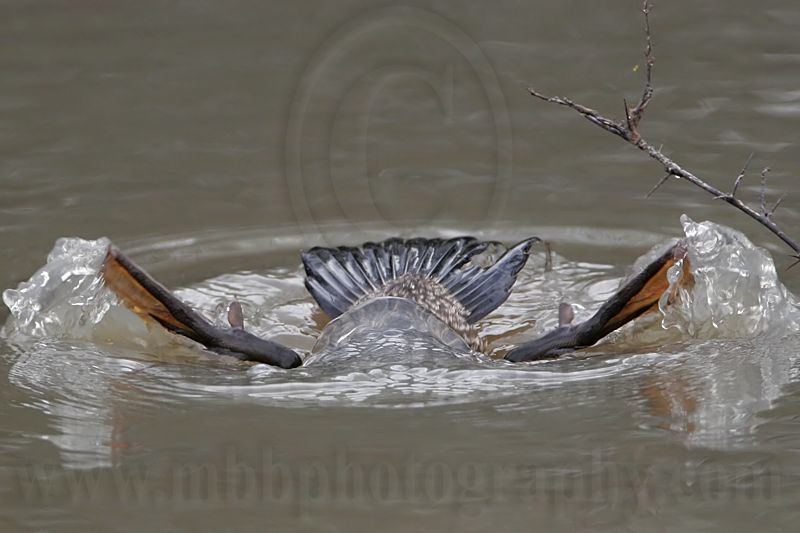 _MG_1336 Masked Duck.jpg