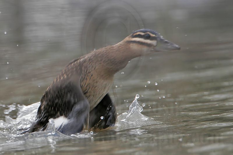 _MG_5641crop Masked Duck.jpg