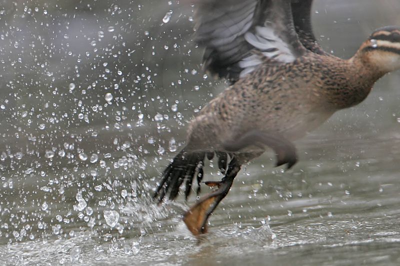 _MG_5642crop Masked Duck.jpg