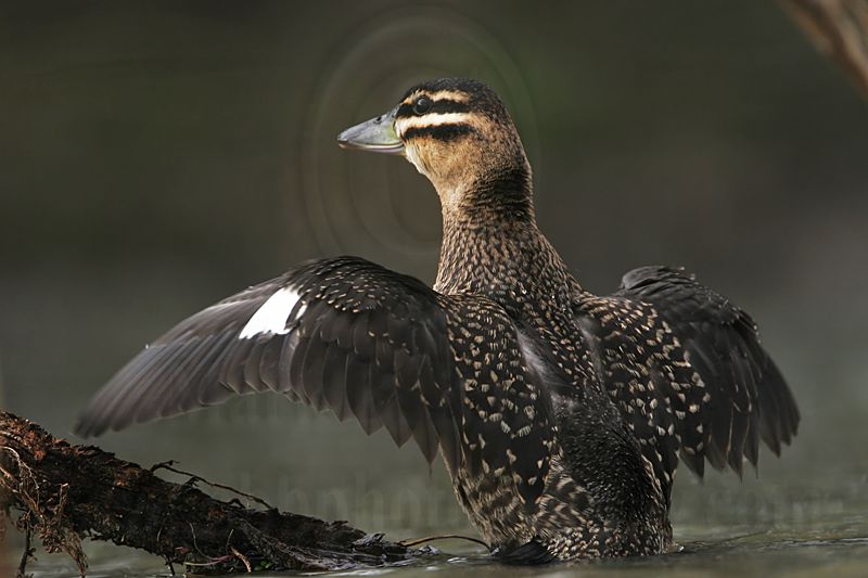 _MG_7434 Masked Duck.jpg