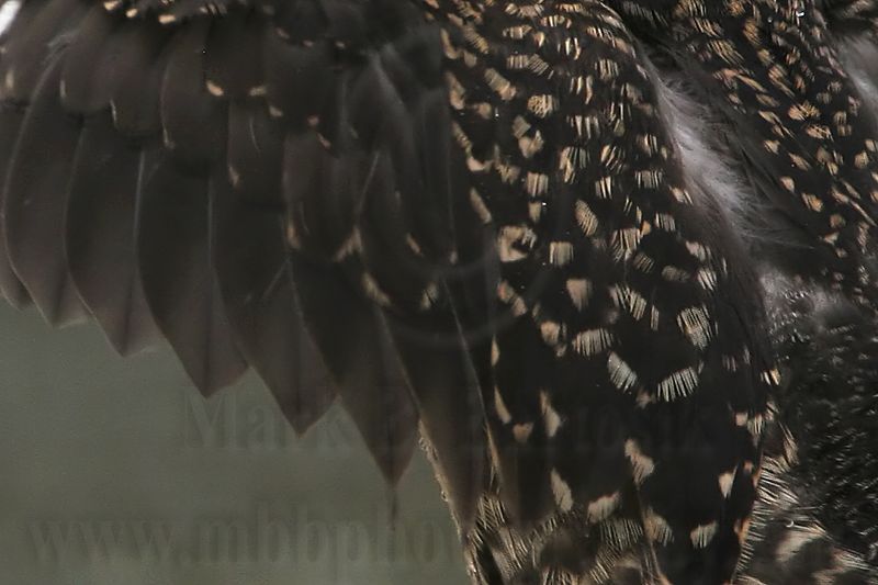 _MG_7434crop Masked Duck.jpg