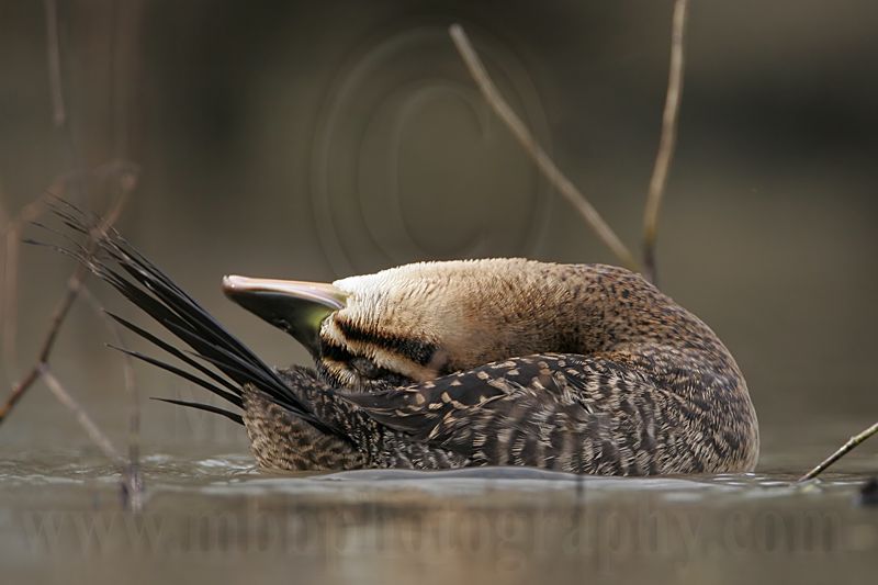 _MG_7545 Masked Duck.jpg