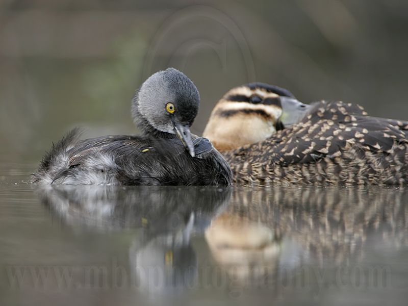 _MG_4315 Masked Duck & Least Grebe.jpg